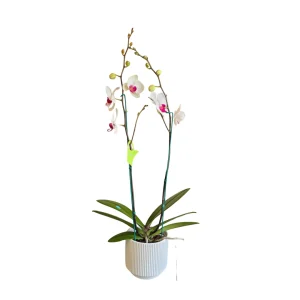 Orquídea "Toronto" 2 varas -Ica