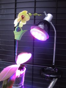 Lámpara orquídea encendido