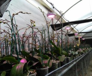 Lámparas orquídeas con plantas invernadero