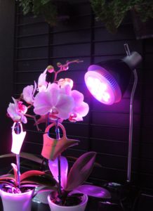 orquídeas con luz