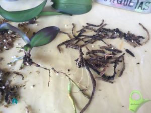 Raíces podridas Phalaenopsis