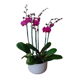 Arreglo "Lusaka" 3 Orquideas