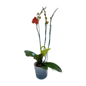 Orquídea "Bologna" 3 varas Premium