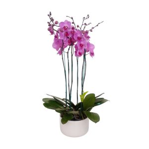 Arreglo "MINNEAPOLIS" 3 Orquideas