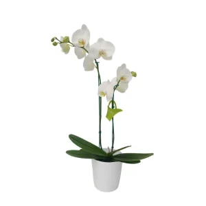Orquídea "CAMBRIDGE" 2 Varas Premium