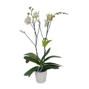 Orquídea "CAMBRIDGE" 2 Varas Premium