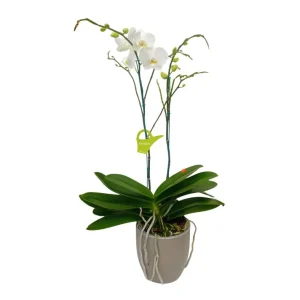 Orquídea "CAMBRIDGE" 2 Varas Super Premium