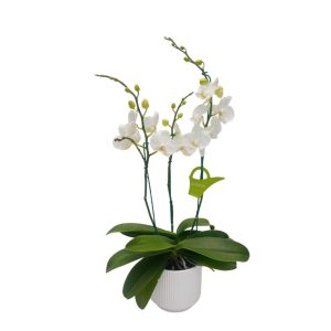 Orquídea "CAMBRIDGE" 3 Varas Super Premium