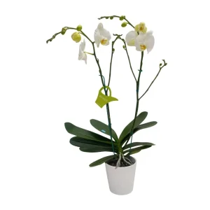Orquídea "CAMBRIDGE" 2 Varas Premium