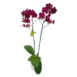 Orquídea «Montreux» 2 varas Premium con varas laterales