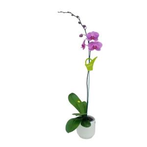 Orquídea «Minneapolis» Mediana