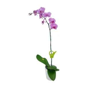 Orquídea «Minneapolis» Mediana