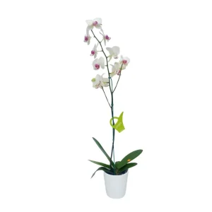 Orquídea "Toronto" con Varas Laterales