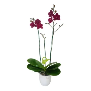 Orquídea «Montreux» 3 varas Premium