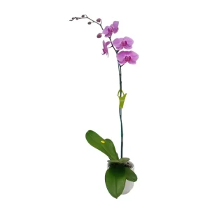 Orquídea «Minneapolis» Mediana