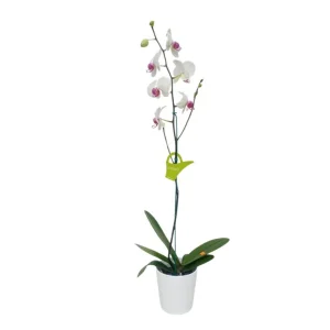 Orquídea "Toronto" con Varas Laterales