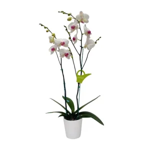 Orquídea "Toronto" 2 varas con Varas Laterales