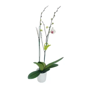 Orquídea "Toronto" 2 varas con Varas Laterales