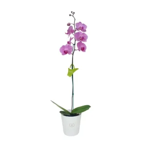 Orquídea «Minneapolis» Mediana