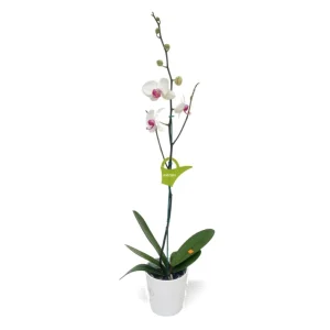 Orquídea "Toronto" con Varas Laterales