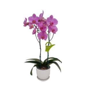 Orquídea "Elastic Love" 2 Varas
