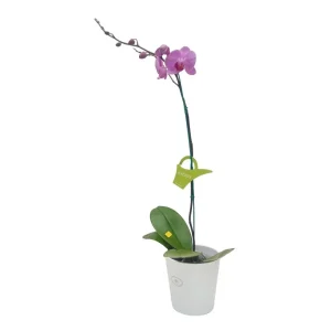 Orquídea «Minneapolis» Mediana