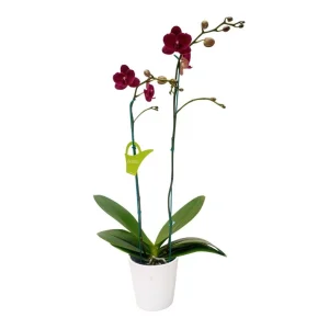Orquídea «Montreux» 2 varas Premium