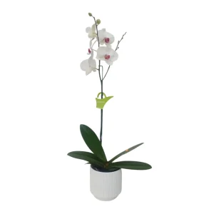 Orquídea "Toronto" Alta con Vara Lateral