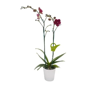 Orquídea «Montreux» 2 varas Premium