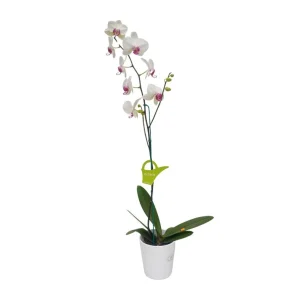 Orquídea "Toronto" con Varas Laterales