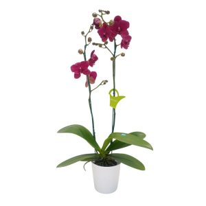 Orquídea «Montreux» 2 varas Premium