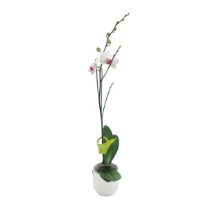 Orquídea "Toronto" con Varas Laterales