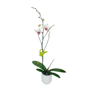 Orquídea "Toronto" con Varas Laterales