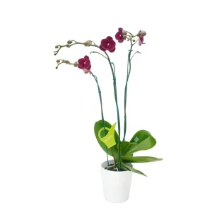 Orquídea «Montreux» 3 varas Premium