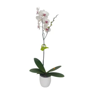 Orquídea "Toronto" Alta con Vara Lateral