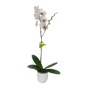 Orquídea "Toronto" Alta con Vara Lateral