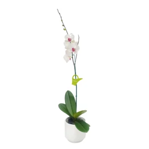 Orquídea "Toronto" Alta con Vara Lateral