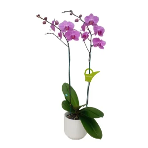 Orquídea «Minneapolis» 2 varas con varas lateral