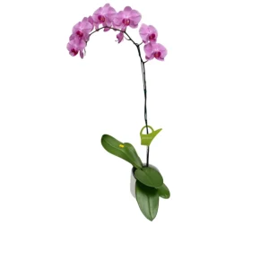 Orquídea «Minneapolis» Mediana