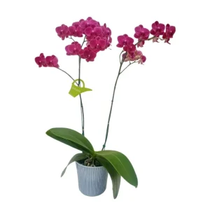 Orquídea «Montreux» 2 varas Premium con varas laterales