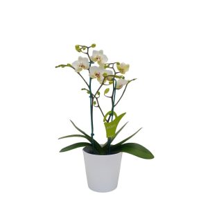 Mini Orquidea "Presto Darling" 2 varas