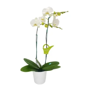 Orquídea "Cambridge" 2 varas Premium