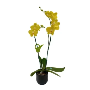 Orquídea "Savona" 2 Varas Premium