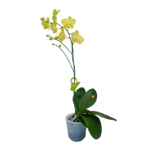 Orquídea "Savona" con varas laterales