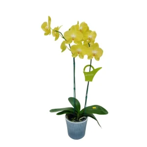 Orquídea "Savona" 2 Varas