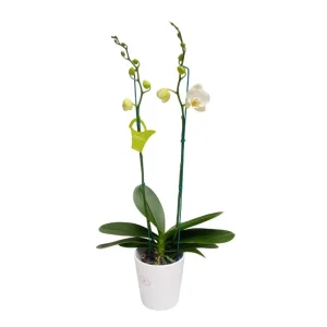 Orquídea "Cambridge" 2 varas Premium