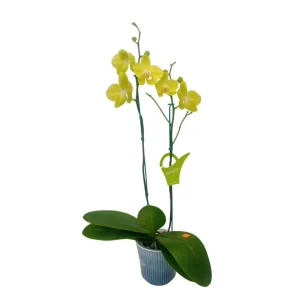 Orquídea "Savona" 2 Varas