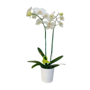 Orquídea "Cambridge" 2 varas Premium