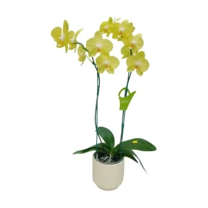 Orquídea "Savona" 2 Varas