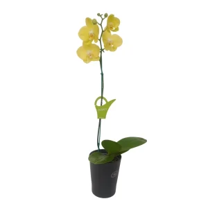 Orquídea "Savona" Mediana